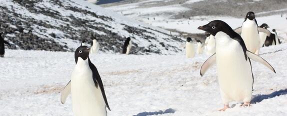 Bild Pinguin Coaching