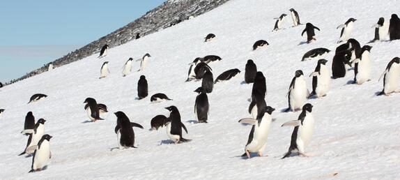 Bild Organisationsstrukturen