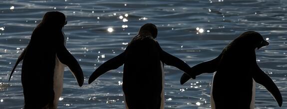 Pinguin Freundschaft